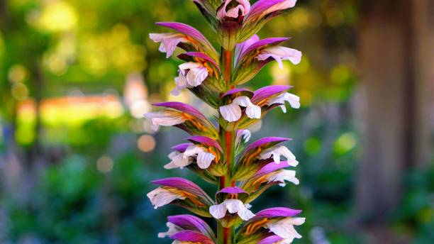 Mixed Acanthus Flower Seeds – Heirloom, Non-GMO, High Germination Seeds