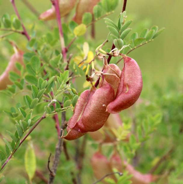 Bladder Senna Bush Plant Seeds for Planting – Heirloom, Non-GMO Organic Garden Seeds for Ornamental &amp; Medicinal Use High
