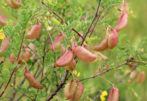 Bladder Senna Bush Plant Seeds for Planting – Heirloom, Non-GMO Organic Garden Seeds for Ornamental &amp; Medicinal Use High