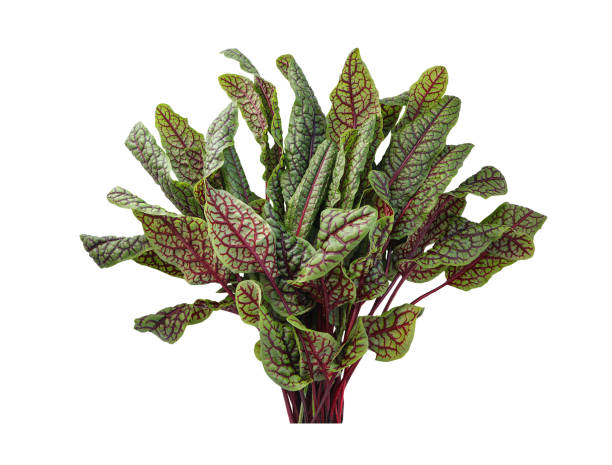 Red-Veined Sorrel Seeds (Rumex Sanguineus) – Heirloom Non-GMO High Germination Seeds