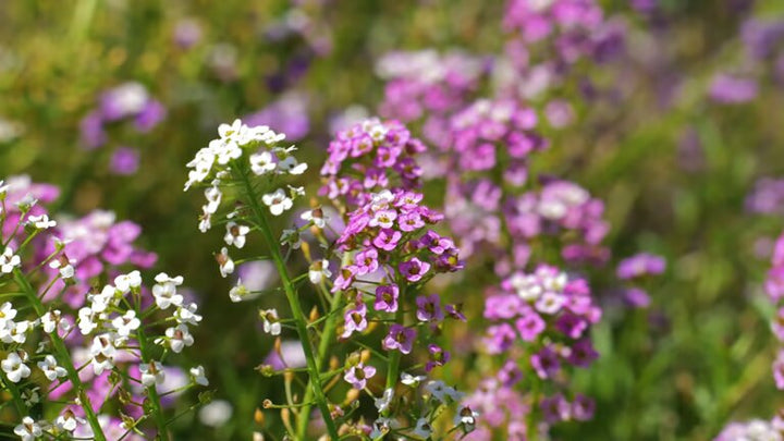 Mischung Lobularia Blumensamen – Alte Sorte, gentechnikfrei, hohe Keimrate, Bio-Gartensamen zum Pflanzen