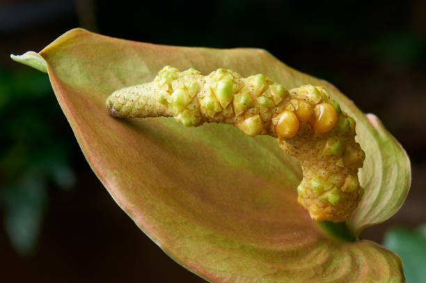 Pigtail Anthurium Flower Seeds – Heirloom, Non-GMO, High Germination Seeds