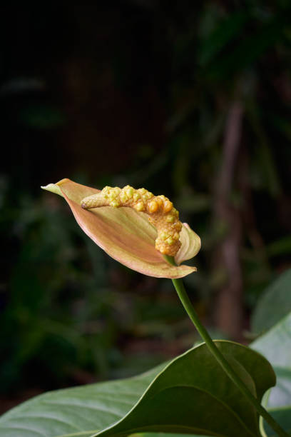 Pigtail Anthurium Flower Seeds – Heirloom, Non-GMO, High Germination Seeds