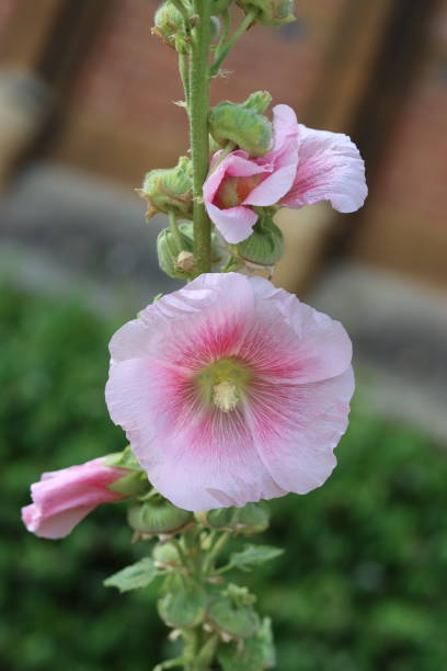 Pale Pink Hollyhock Flower Seeds – Heirloom, Non-GMO, High Germination Seeds