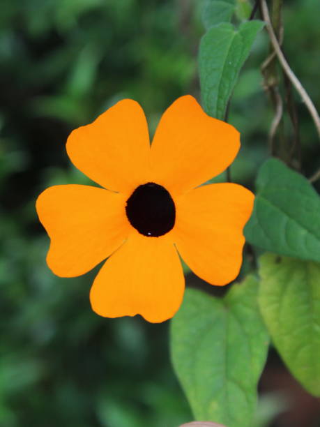 Orange Thunbergia Flower Seeds – Heirloom, Non-GMO, High Germination Seeds