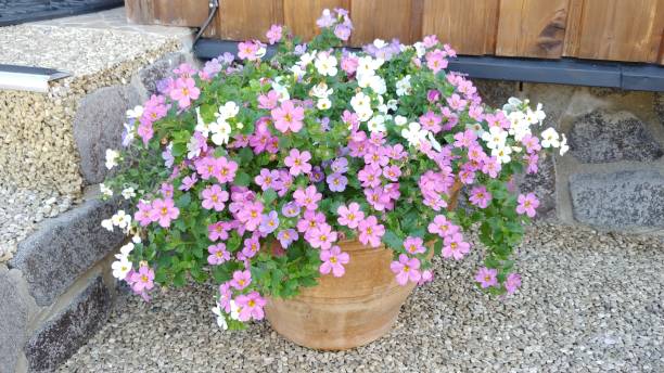 Mixed Bacopa Flower Seeds – Heirloom, Non-GMO, High Germination Seeds
