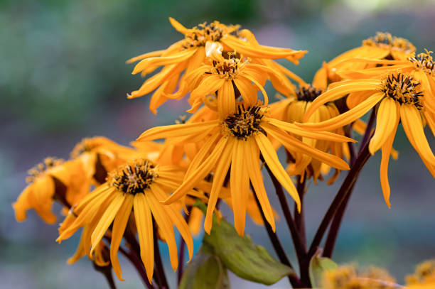 Orange Ligularia Flower Seeds – Heirloom, Non-GMO, High Germination Seeds