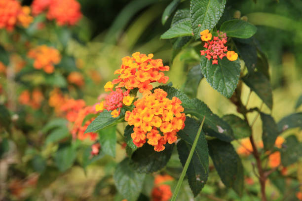 Orange Lantana Flower Seeds – Heirloom, Non-GMO, High Germination Seeds