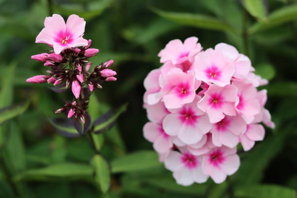 Pale Pink Phlox Flower Seeds – Heirloom, Non-GMO, High Germination Seeds