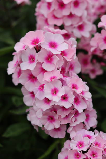 Pale Pink Phlox Flower Seeds – Heirloom, Non-GMO, High Germination Seeds