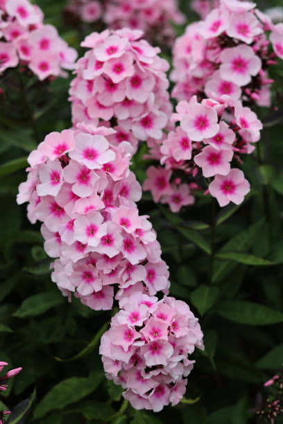 Pale Pink Phlox Flower Seeds – Heirloom, Non-GMO, High Germination Seeds