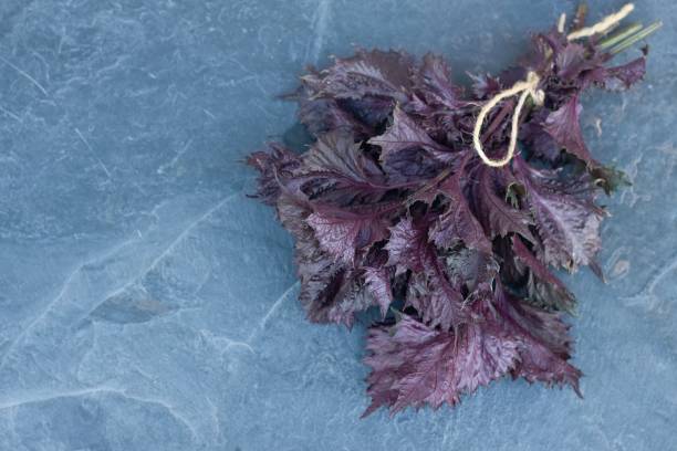 Purple Frutescens Perilla Seeds – Heirloom Non-GMO High Germination Organic Garden Seeds