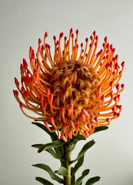 Orange Protea Flower Seeds – Heirloom, Non-GMO, High Germination Seeds
