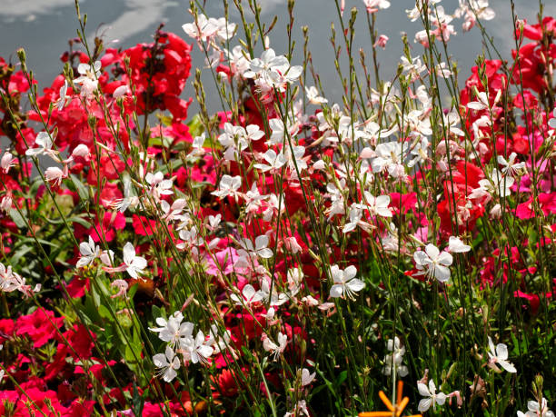 Mixed Gaura Lindheimeri Flower Seeds – Heirloom, Non-GMO, High Germination Seeds
