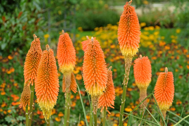 Orange Yellow Kniphofia Flower Seeds – Heirloom, Non-GMO, High Germination Seeds