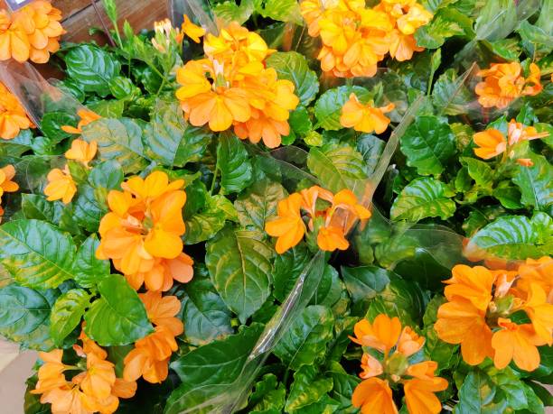 Semillas de flor de Crossandra Infundibuliformis naranja – Herencia, sin OMG, semillas orgánicas de jardín de alta germinación para sembrar