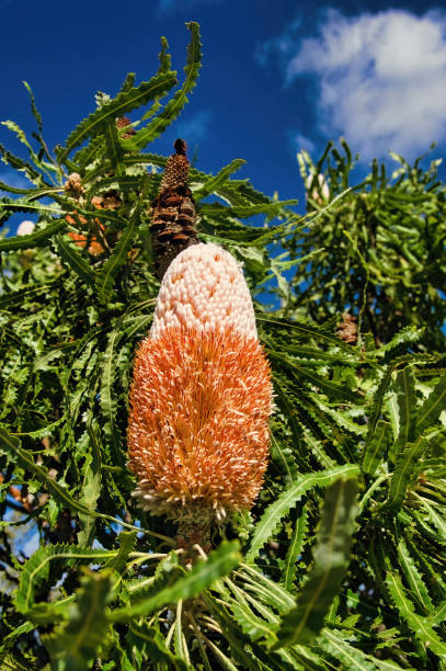 Orange Banksia Flower Seeds – Heirloom, Non-GMO, High Germination Seeds