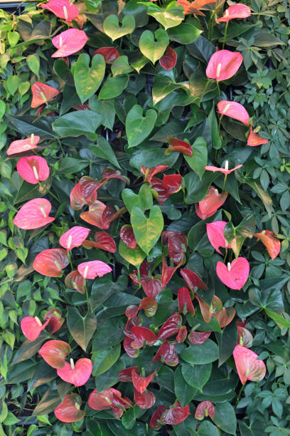Perennial Anthurium Flower Seeds – Heirloom, Non-GMO, High Germination Seeds