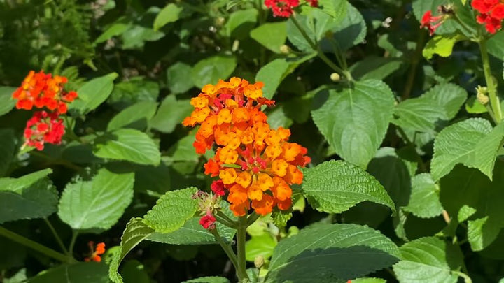Orange Lantana Flower Seeds – Heirloom, Non-GMO, High Germination Seeds