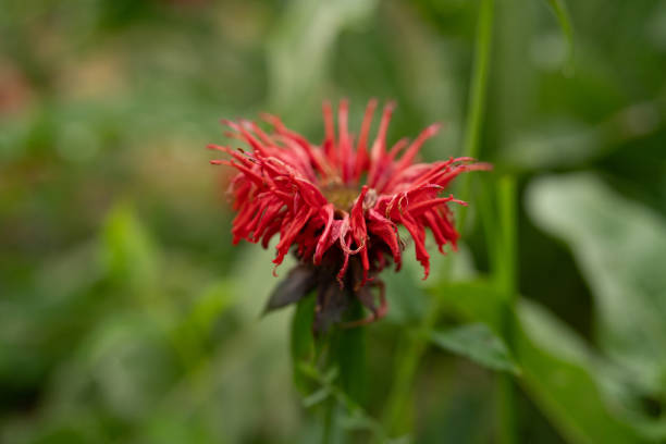 Red Monarda Scarlet Bee Balm Flower Seeds – Heirloom, Non-GMO Seeds