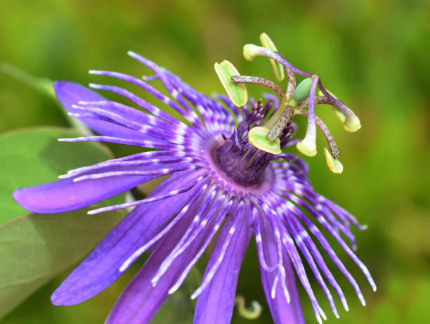 Semillas Orgánicas de Maracuyá Morada – Herencia, No-GMO, Alta Germinación Semillas de Jardín Orgánicas