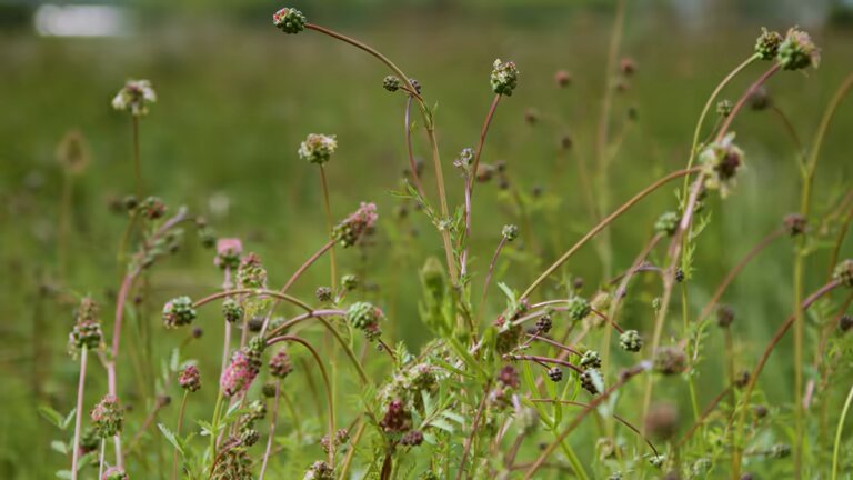 Mixed Sanguisorba Flower Seeds – Heirloom, Non-GMO, High Germination Seeds