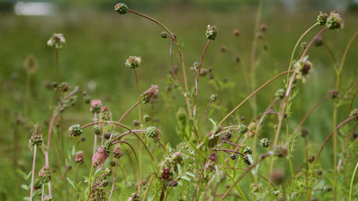 Mixed Sanguisorba Flower Seeds – Heirloom, Non-GMO, High Germination Seeds
