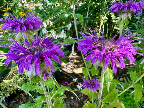 Purple Monarda Flower Seeds – Heirloom, Non-GMO, High Germination Seeds