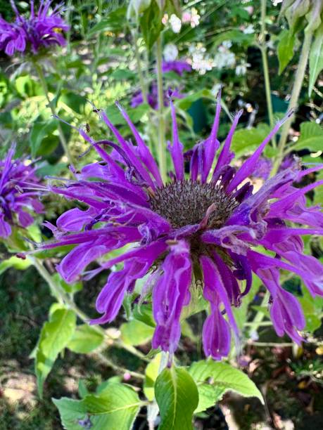 Purple Monarda Flower Seeds – Heirloom, Non-GMO, High Germination Seeds