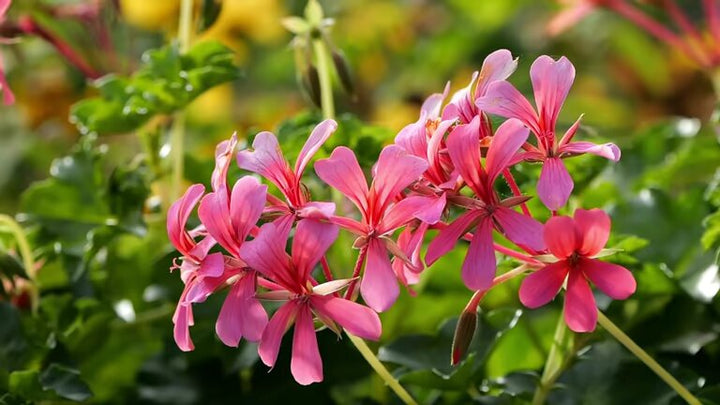 Peach Pelargonium Peltatum Flower Seeds – Heirloom, Non-GMO, High Germination Seeds