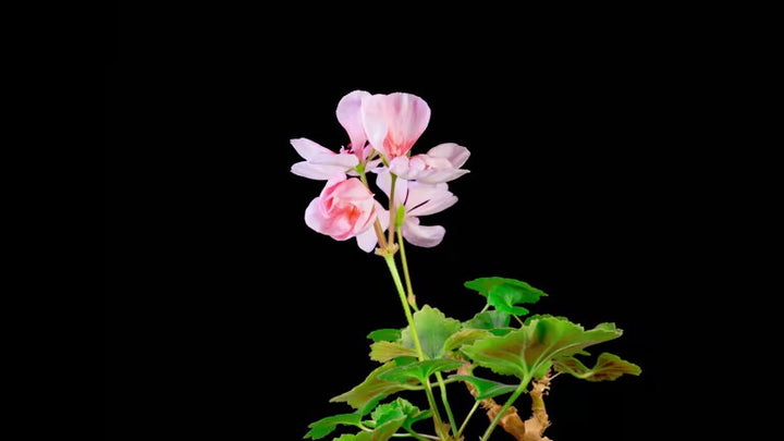 Light Pink Pelargonium Flower Seeds – Heirloom, Non-GMO, High Germination Seeds