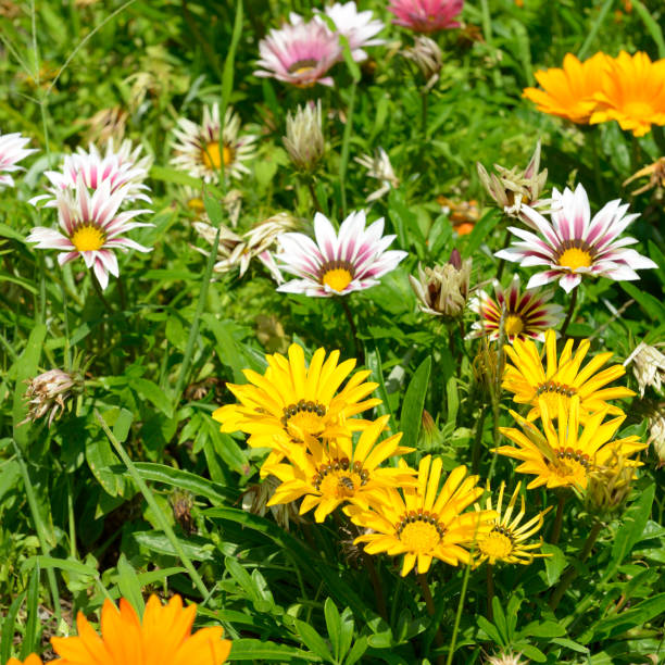Mixed Gazania Flower Seeds – Heirloom, Non-GMO, High Germination Seeds