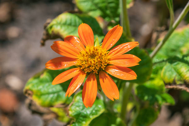 Orange Tithonia Rotundifolia Flower Seeds – Heirloom, Non-GMO, High Germination Seeds