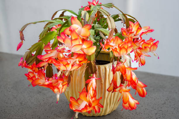 Semillas de flores de Schlumbergera naranja para plantar – Semillas de jardín orgánicas, herencia, sin OGM, alta germinación
