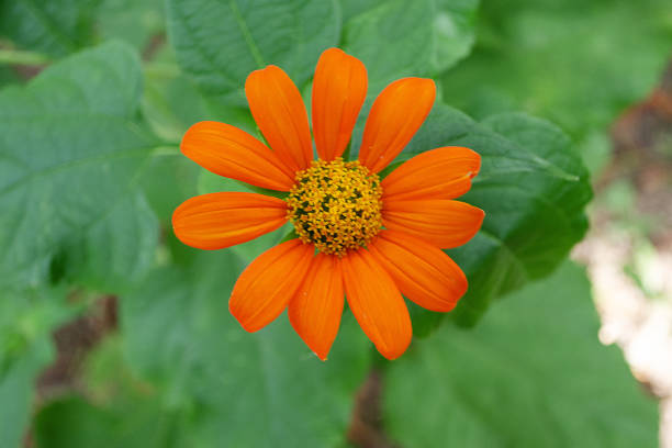 Orange Tithonia Rotundifolia Flower Seeds – Heirloom, Non-GMO, High Germination Seeds