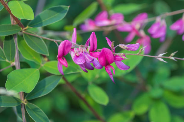 Pink Lespedeza Flower Seeds – Seeds for Planting, Heirloom, Non-GMO, High Germination Organic Garden Seeds