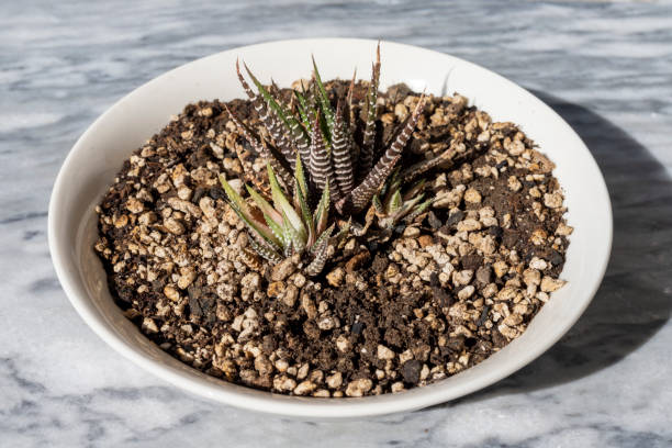 Brown Haworthia Reinwardtii Seeds – Heirloom &amp; Non-GMO Hardy Succulent Seeds