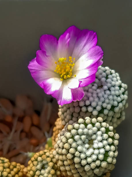 Pelecyphora Strobiliformis Flower Seeds – Heirloom, Non-GMO Seeds for Planting