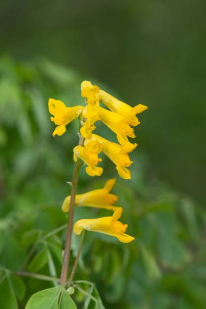 Gelbe Lerchensporn (Corydalis lutea) Blumensamen zum Pflanzen – Erbstück, gentechnikfrei, hohe Keimfähigkeit