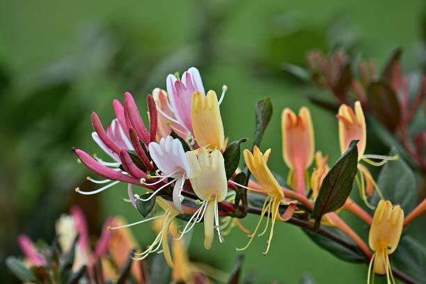 Mixed Lonicera Caprifolium Flower Seeds – Heirloom, Non-GMO, High Germination Seeds