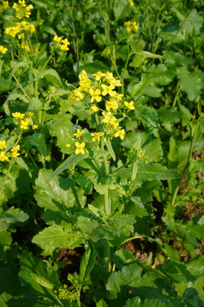 Mustard Flower Seeds Yellow – Heirloom, Non-GMO, High Germination Seeds