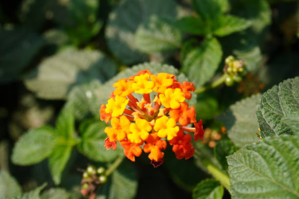 Orange Lantana Flower Seeds – Heirloom, Non-GMO, High Germination Seeds