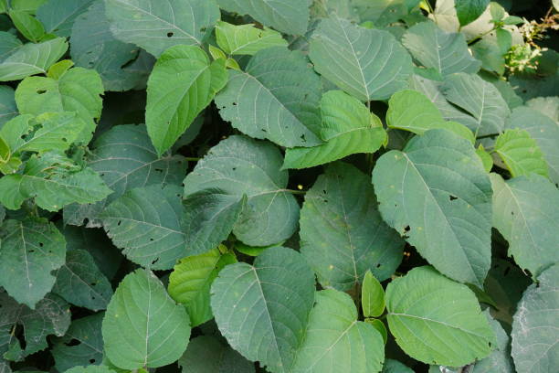 Green Catnip Plant Seeds for Planting – Heirloom, Non-GMO, High Germination Organic Garden Seeds