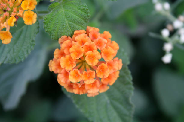 Orange Lantana Flower Seeds – Heirloom, Non-GMO, High Germination Seeds