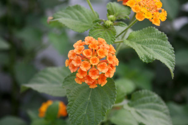 Orange Lantana Flowers Seeds – Heirloom, Non-GMO, High Germination Seeds