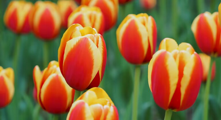 Orange Yellow Tulip Flower Seeds – Heirloom, Non-GMO, High Germination Seeds