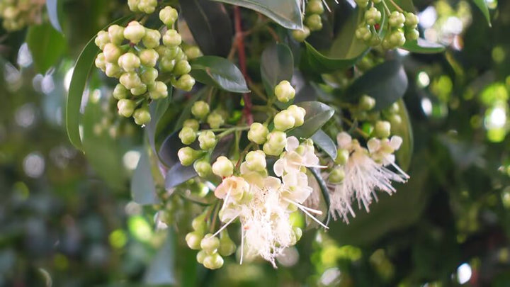 White Myrtle Flower Seeds – Heirloom, Non-GMO, High Germination Seeds