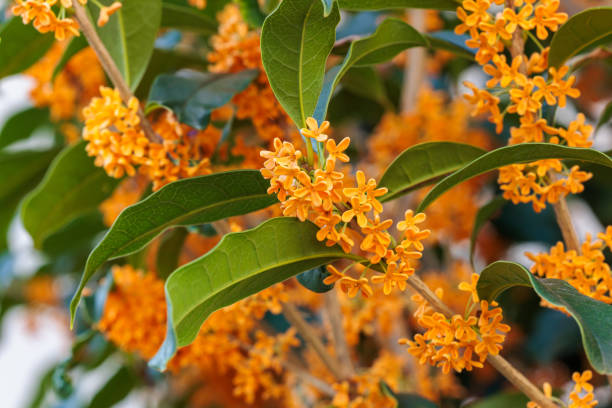 Orange Osmanthus Flower Seeds – Heirloom, Non-GMO, High Germination Seeds