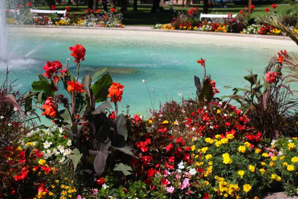 Mixed Canna Lily Flower Seeds – Heirloom, Non-GMO, High Germination Seeds