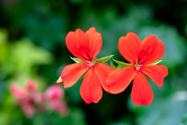 Rote Pelargonium Peltatum Blumensamen – alte Sorte, gentechnikfrei, hohe Keimrate, Bio-Gartensamen zum Pflanzen
